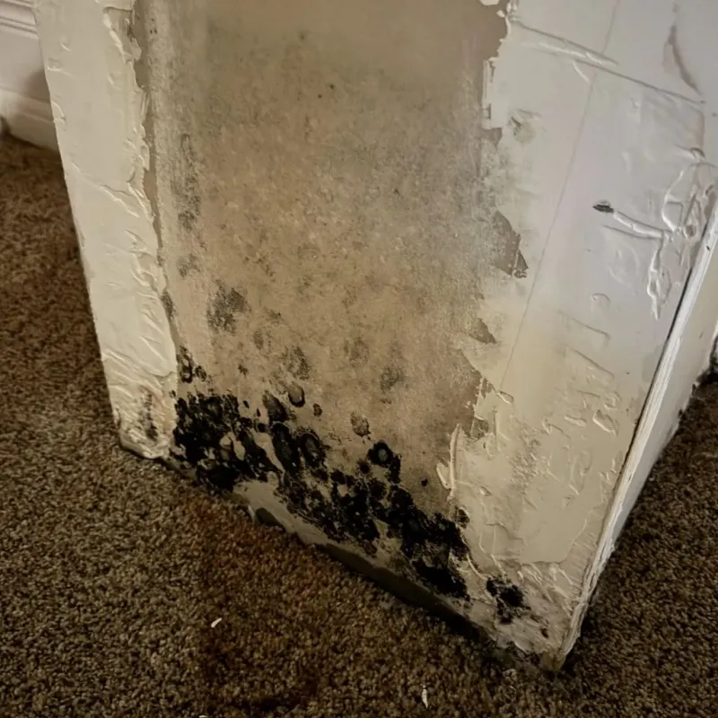Professional Mold Removal in Valencia County, NM